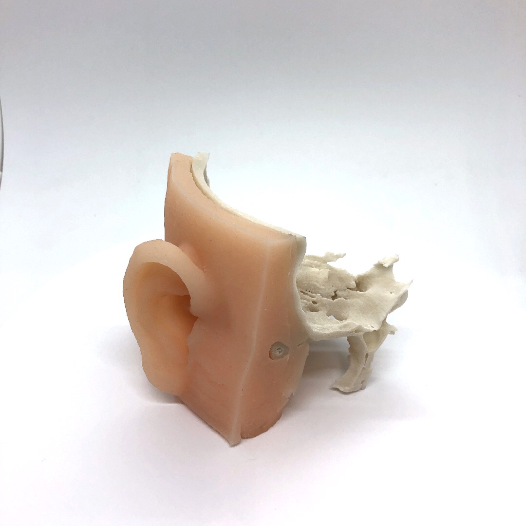 耳介および側頭骨 D21の医療模型 | 3DモデルのKEZLEX