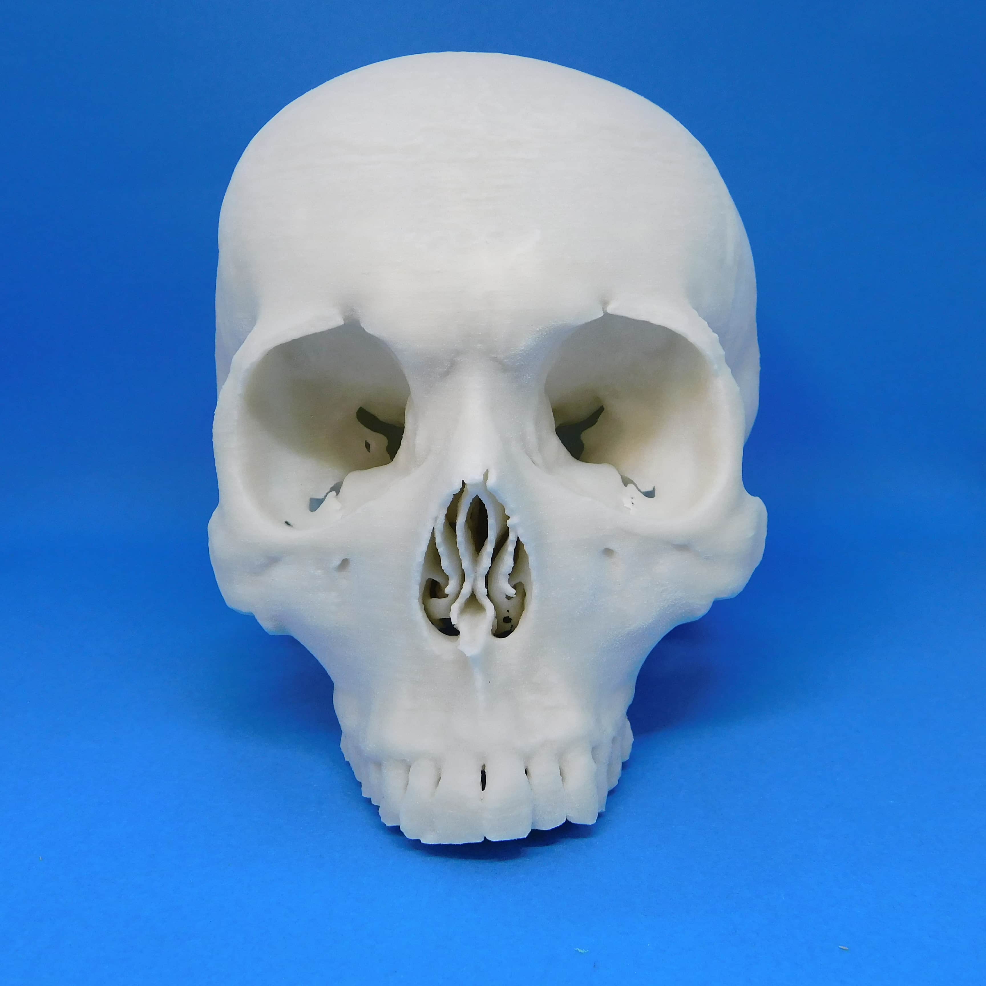 頭蓋骨 脳の医療模型 3dモデルのkezle