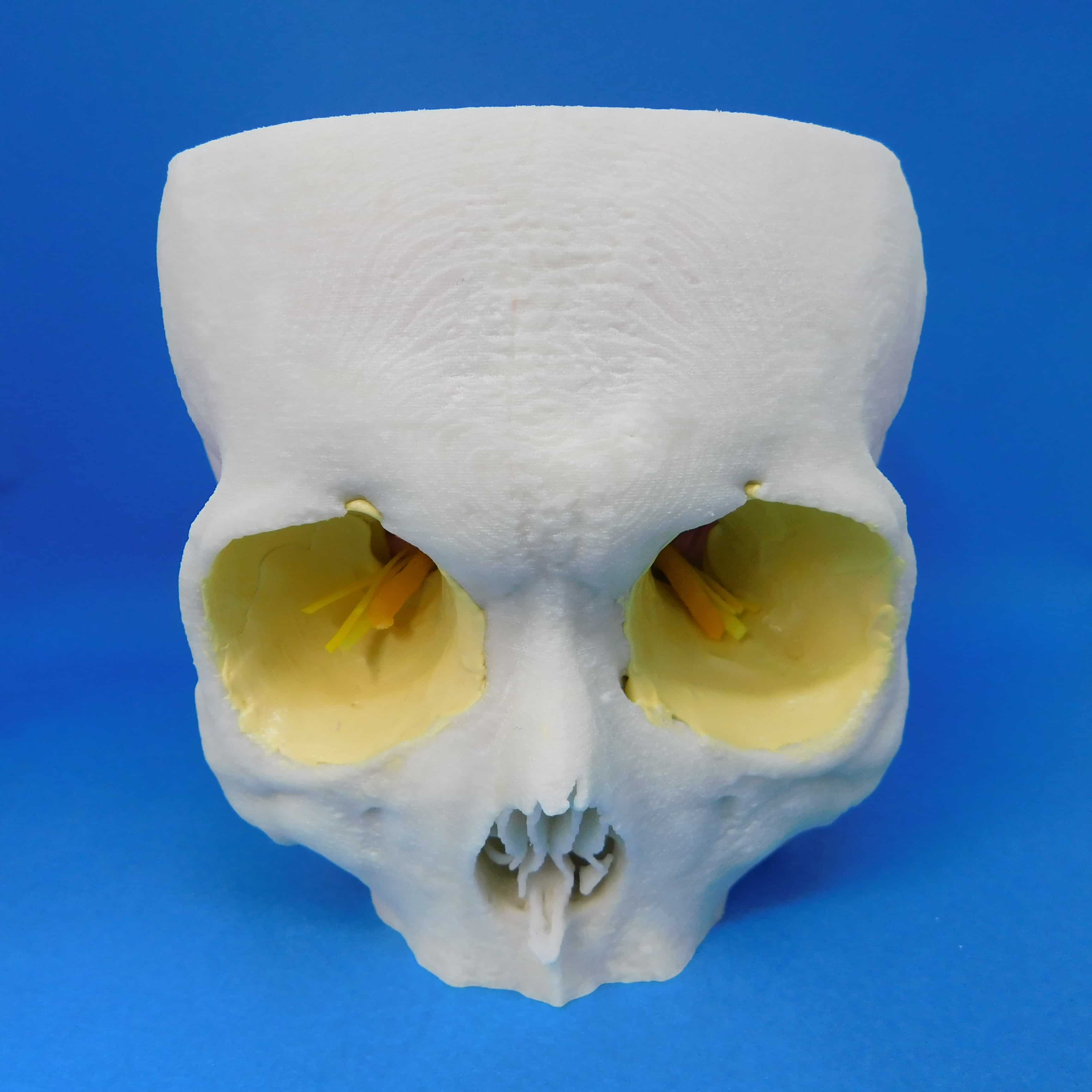 頭蓋骨 下顎なし A11-Bの医療模型 | 3DモデルのKEZLEX