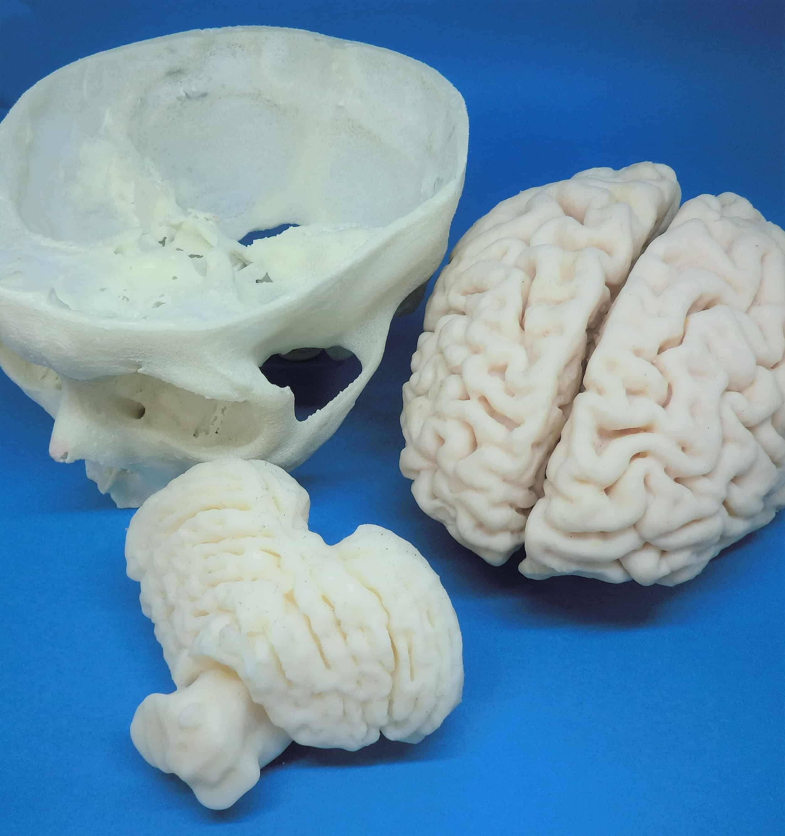 3B scientific C16 脳 模型 医療 大脳 小脳-